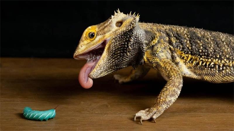 What Do Bearded Dragons Eat A Complete Guide to Their Diet and Nutrition