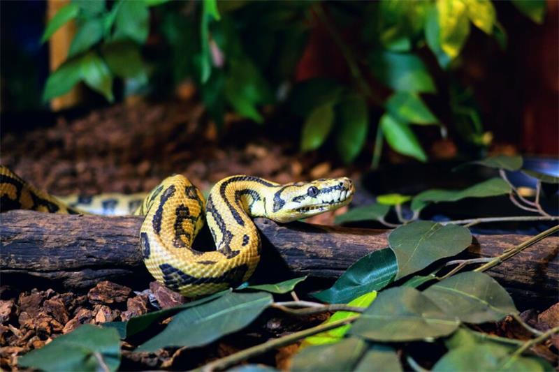 What You Need to Know About Ball Python Costs 2