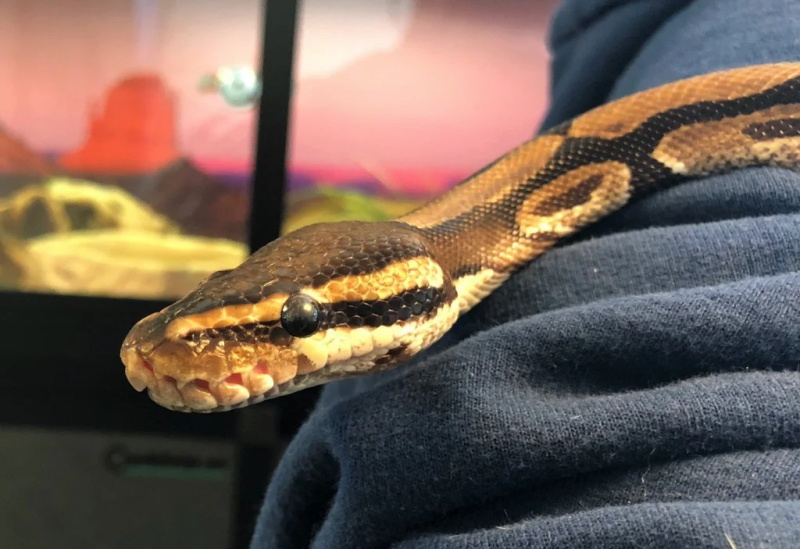 What You Need to Know About Ball Python Costs1