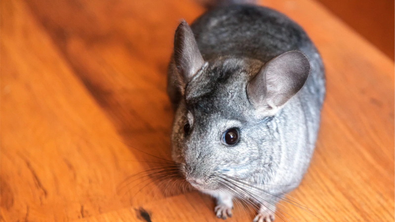 What are Chinchillas and Where Do They Come From 2