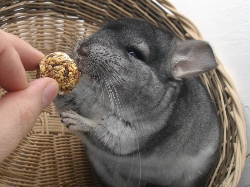 What to Feed Your Chinchilla and What to Avoid 2
