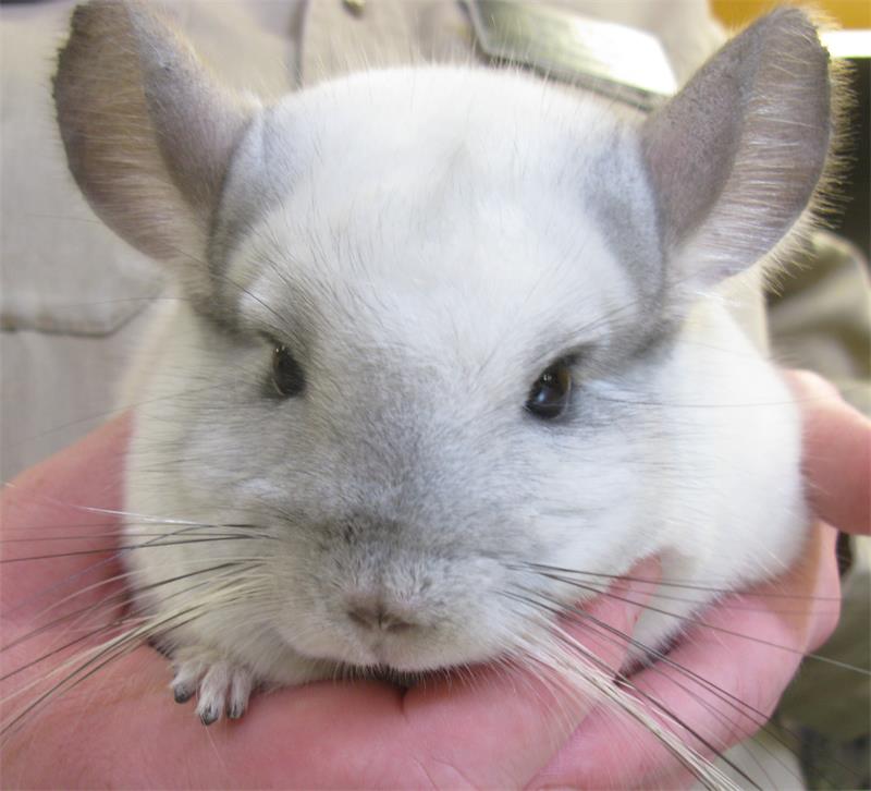 What to Feed Your Chinchilla and What to Avoid 3