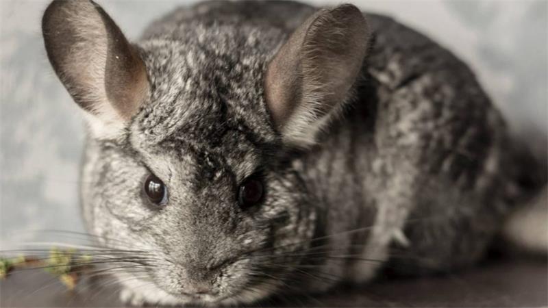 What to Feed Your Chinchilla and What to Avoid 4
