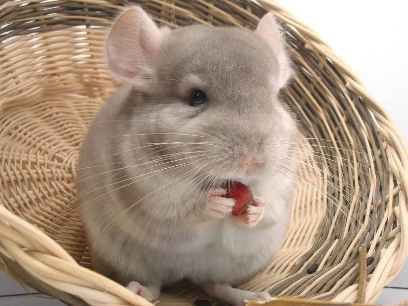 What to Feed Your Chinchilla and What to Avoid